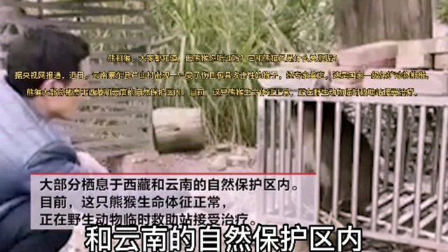 云南发现国家一级保护动物熊猴 体型与猕猴相似有攻击性