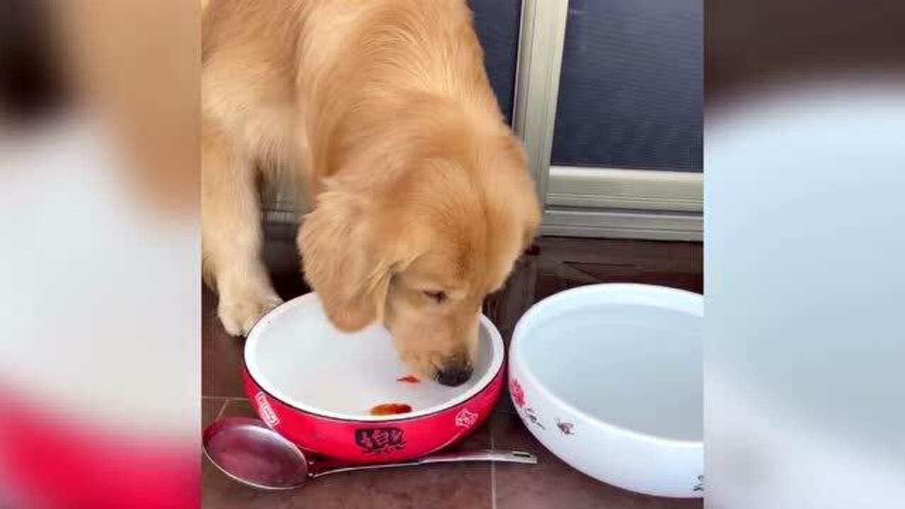 全网最爱养鱼的狗子小心翼翼给金鱼换完水后还叼来肉干给它们吃