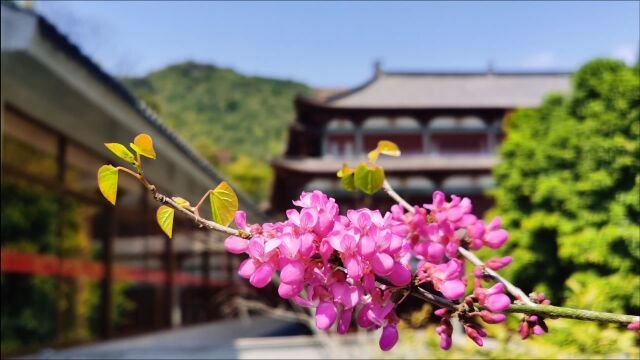 理性地看待生灭—仁山法师