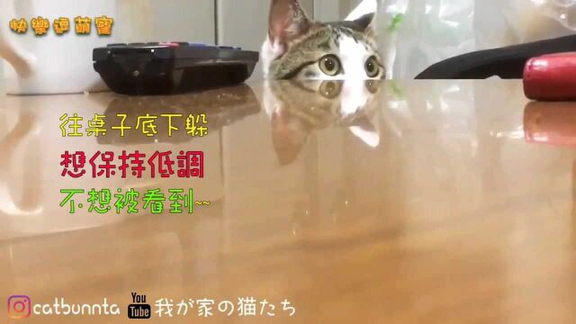 网友家的猫成精了,有四只耳朵四只眼睛