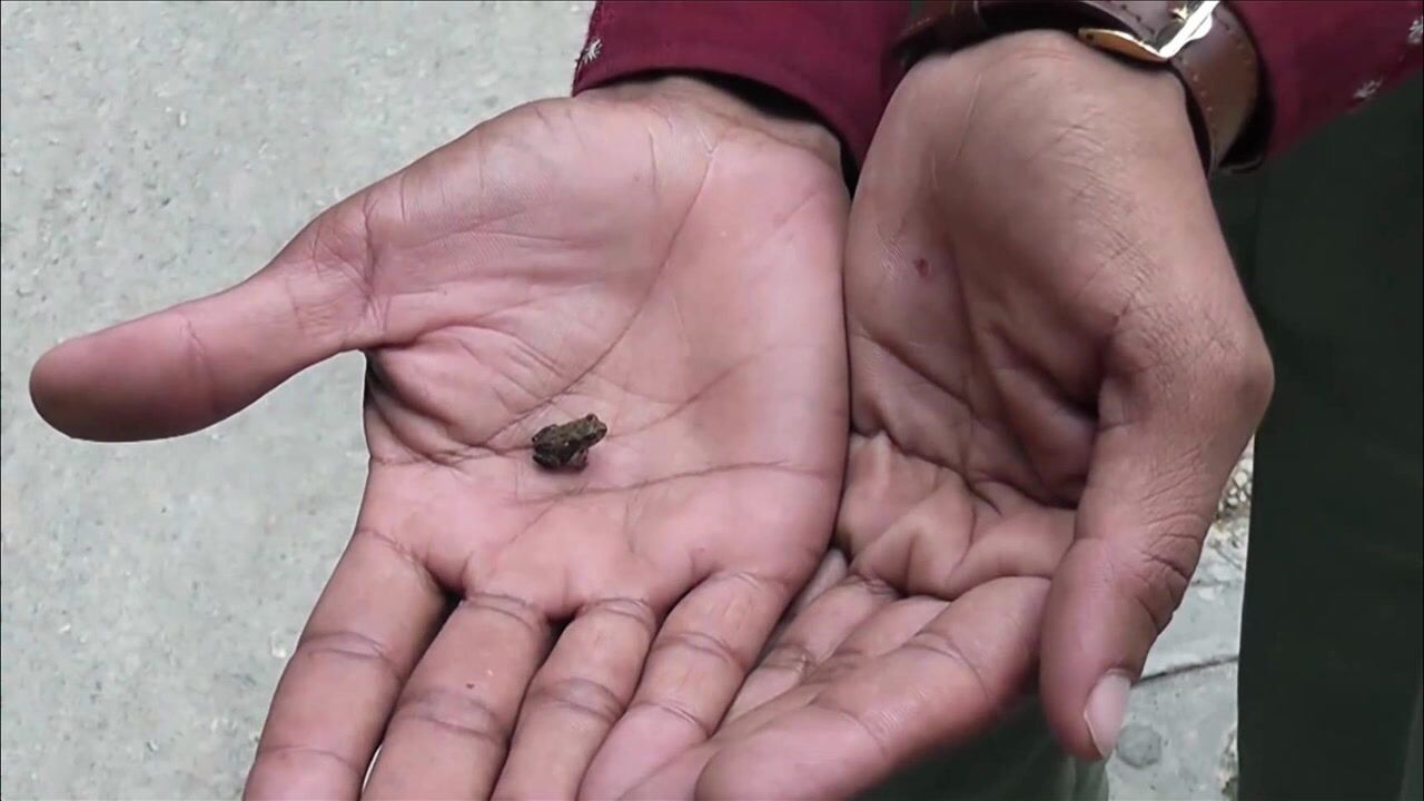 top10世界上最小的动物,有的要用显微镜才能看清真实模样!