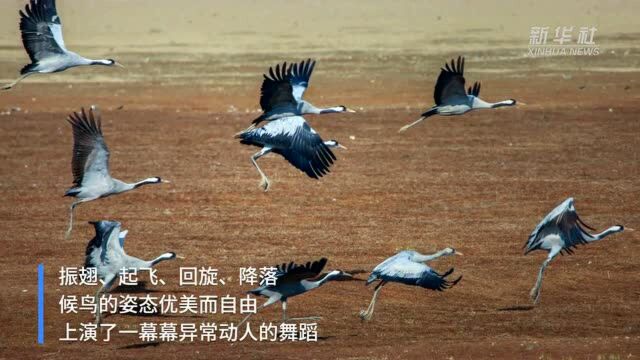 江西都昌:鄱阳湖区鹤家乡