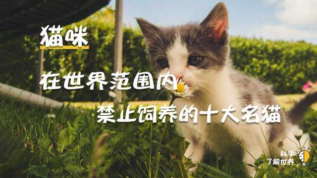 被禁止饲养的十大名猫这么可爱的小猫咪你认识吗