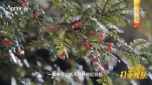 把红豆杉种子“送上天”,航天育种结果令人惊叹