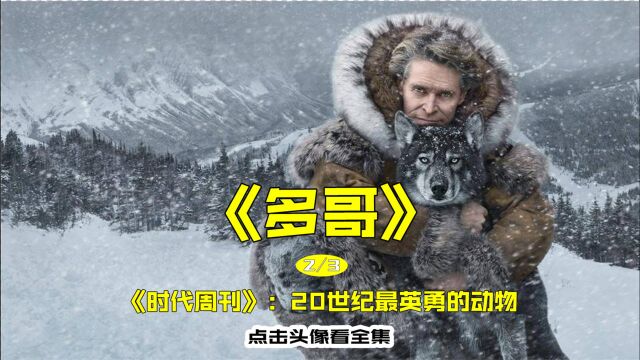 真实事件改编,励志雪橇犬“多哥”,被《时代周刊》评为20世纪英勇的动物