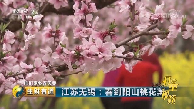 桃花遍野,人在画中,来无锡阳山赴一场“桃花之约”吧