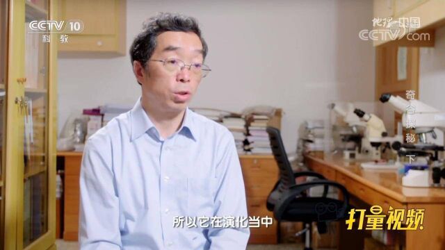 有毒菌对某些生物竟是无害的!蛞蝓就是其中一种生物