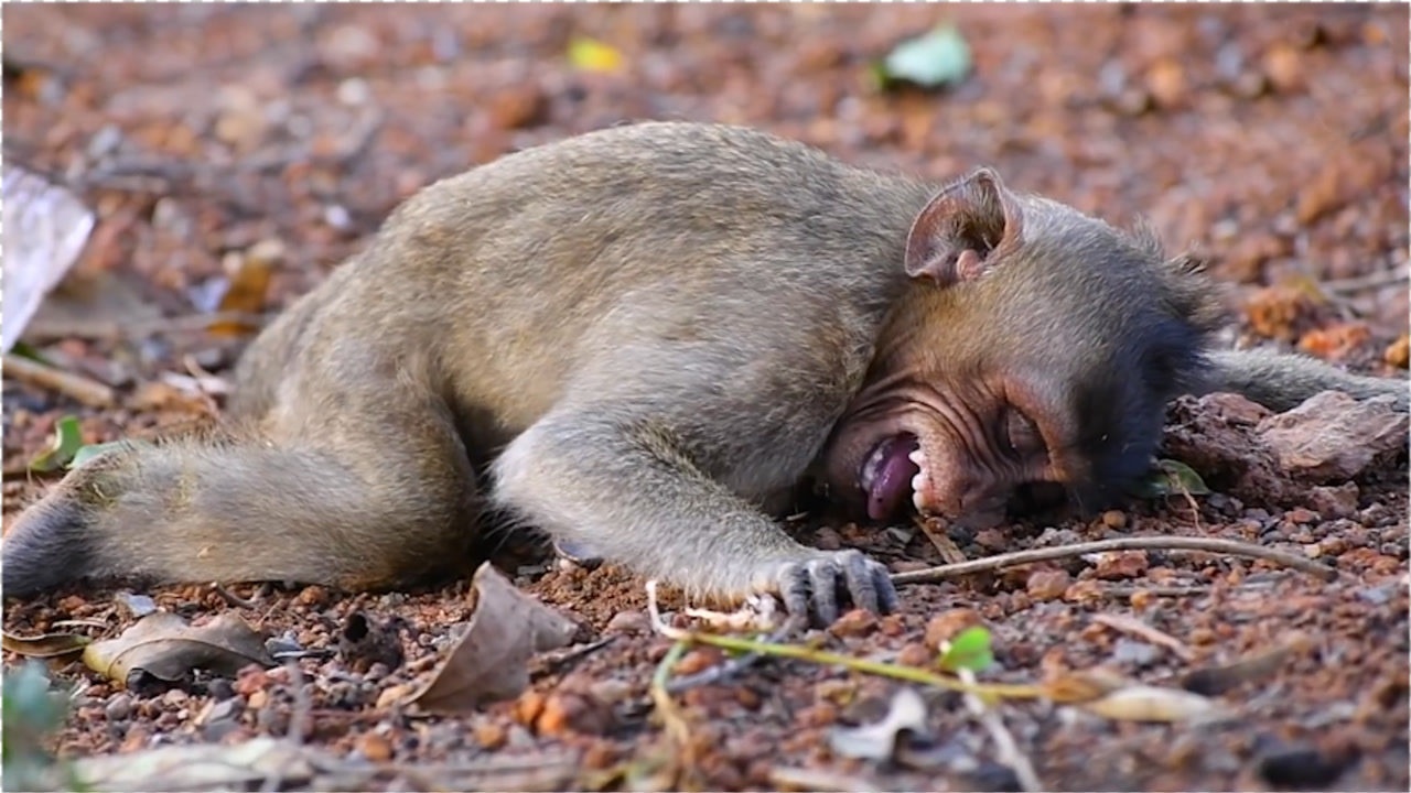 小猴子趴在地上大声哭泣,这究竟发生了啥,真相却让人泪目