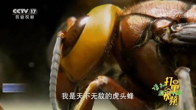 鸟类都不敢轻易下口的虎头蜂到底有多厉害?来见识下