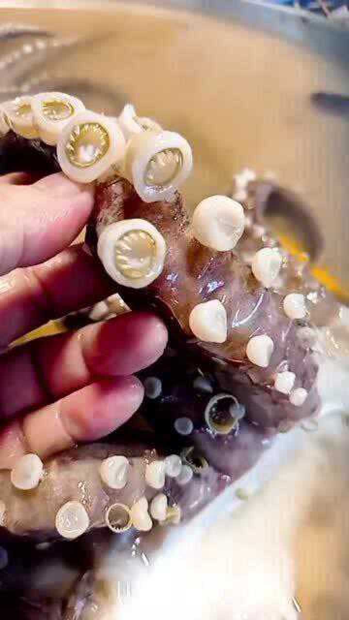 八爪鱼的吸盘,全都是牙齿,太神奇了!