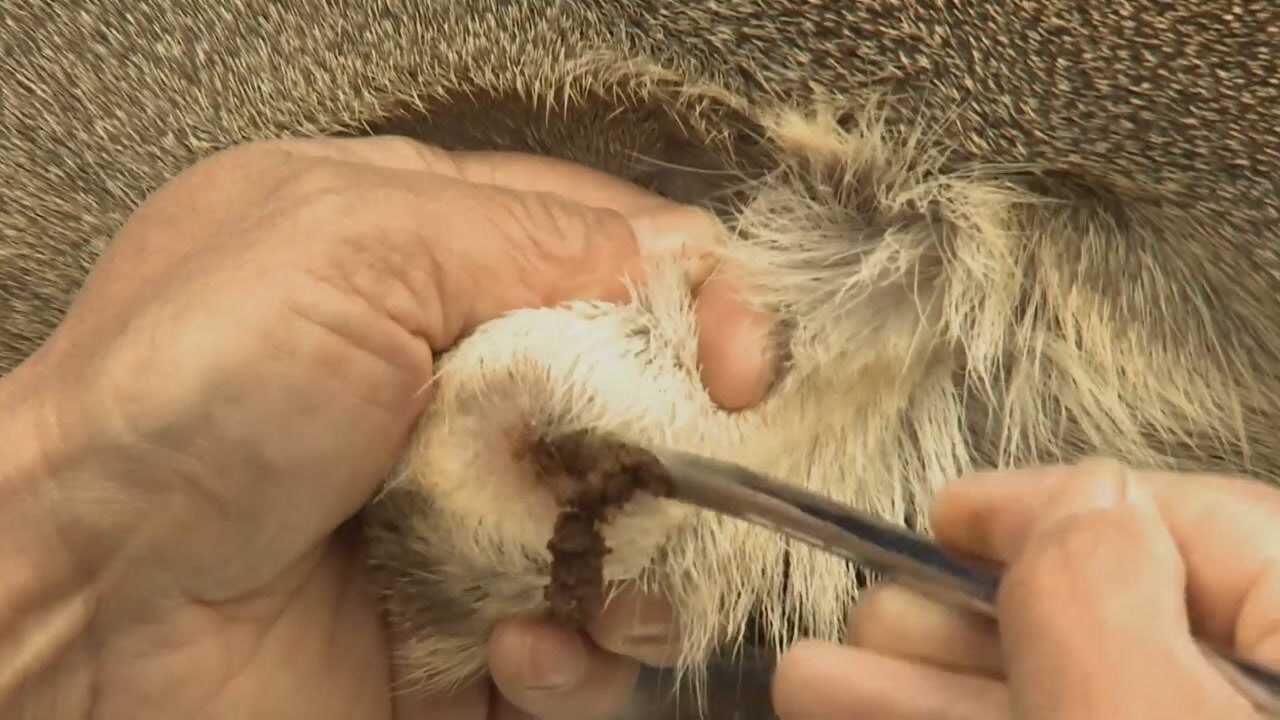 麝香怎么取,您知道吗?(上)