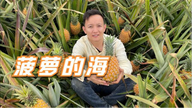 【水果猎人】来看菠萝的海!中国大陆每100个菠萝里面就有33个产自广东徐闻!