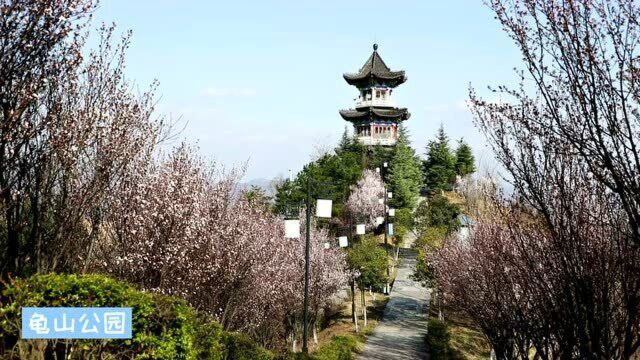 春花烂漫时!快来龟山公园寻找春天