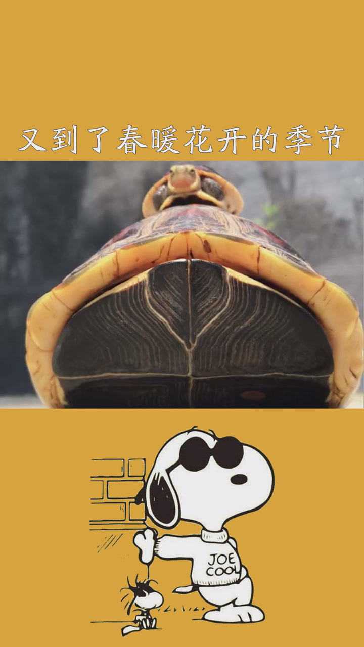 又到了春暖花开的季节宠物龟萌宠安徽黄缘闭壳龟求一个神评加持