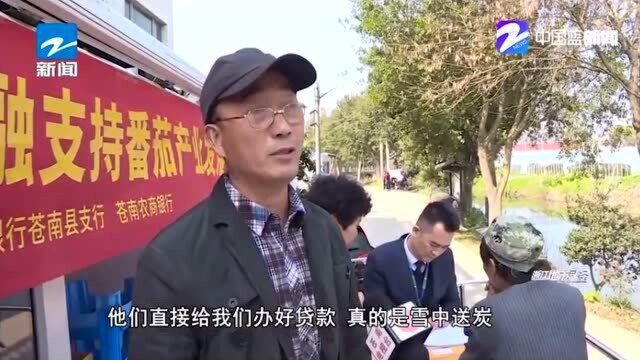 苍南:为番茄农户雪中送炭 单列2亿元信贷资金