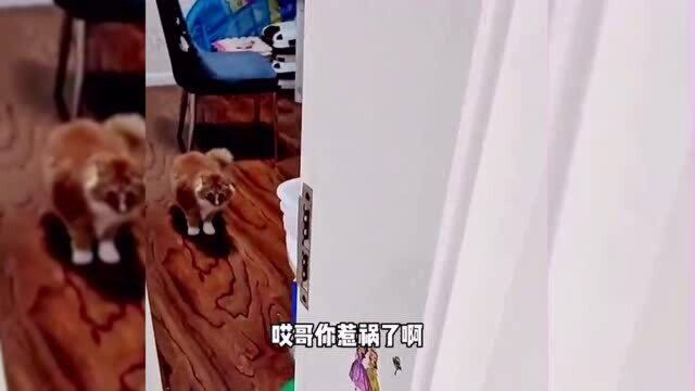 搞笑视频:家里的东西为何莫名其妙从高处掉落?猫主子的好奇心在作怪!