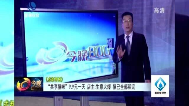 共享猫咪9.9元一天 店主:生意火爆 猫已全部租完