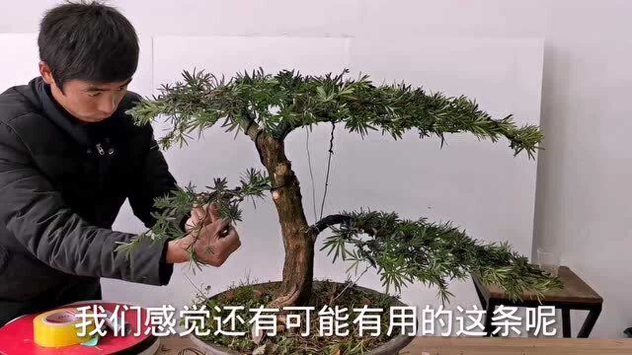 迎客松造型的罗汉松,是怎么做出来的呢?