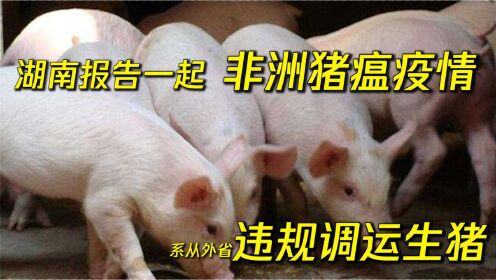 动物疫病预防控制中心报告一起非洲猪瘟疫情，系湖南从外省违规调运生猪！
