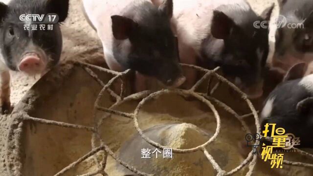 小伙用“奇招”养殖小香猪,肉质鲜美有光泽,上市后畅销