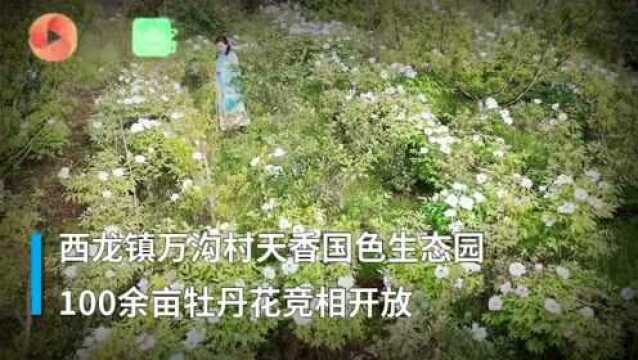 花开四川丨一袭青衣漫步花间 四川青神牡丹绽放惊艳春天