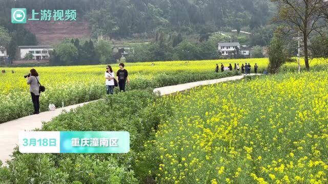 徜徉油菜花海 去潼南陈抟故里感受“大地流金”的壮观春色