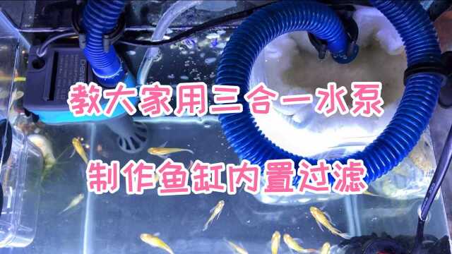 一个水妖精已经跟不上孔雀鱼苗的成长速度,教你用三合一水泵自制鱼缸过滤