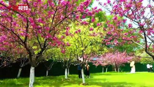 绿色樱花绽放南京玄武湖花瓣随时间变化而“变色”