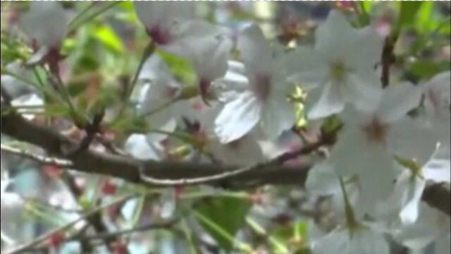 一起来看“樱花雨”,落花不扫留住春色留住美