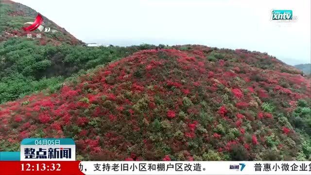 石城:高山杜鹃醉游人