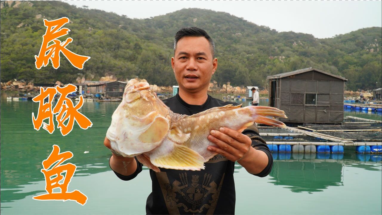 出海捕获像个气球一样的尿豚鱼,做成七道美味,鱼肉洁白嫩滑