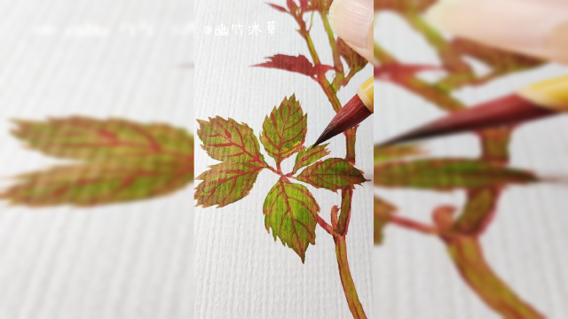 水彩手绘 五叶爬山虎