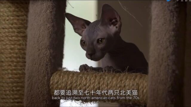 斯芬克斯猫 无论你是贫富贵贱 它都看不起你的气质