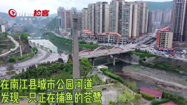 南江县:优雅苍鹭城市公园河道内捕鱼