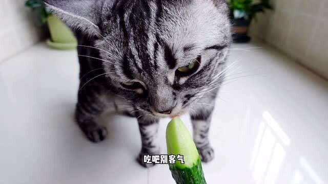 小猫咪可不是吃素的,但怎么爱吃黄瓜呢