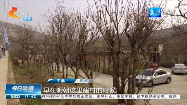 石家庄鹿泉谷家峪村:“椿”意盎然,香飘四溢