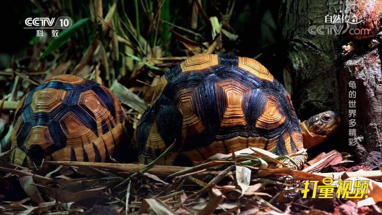 龟壳是龟的显著特征,而其结构是怎样的?来了解一下_腾讯视频