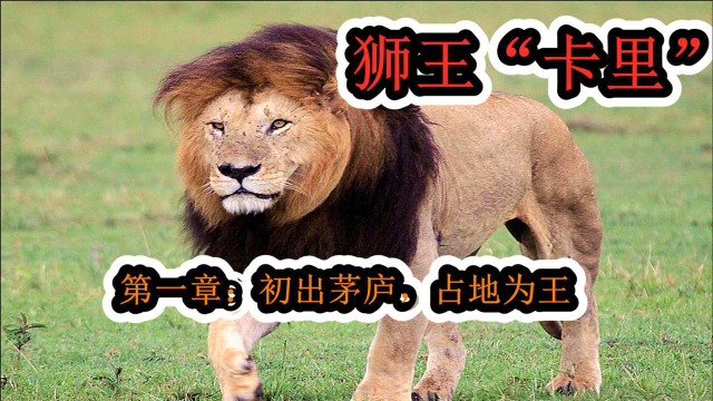 狮王卡里,诺迟联盟(第一章:初出茅庐,占地为王)