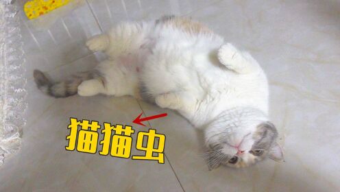 母猫怀孕40天，喜欢缠着主人撒娇，太萌了！#萌宠百善乘着春风传递爱#_高清