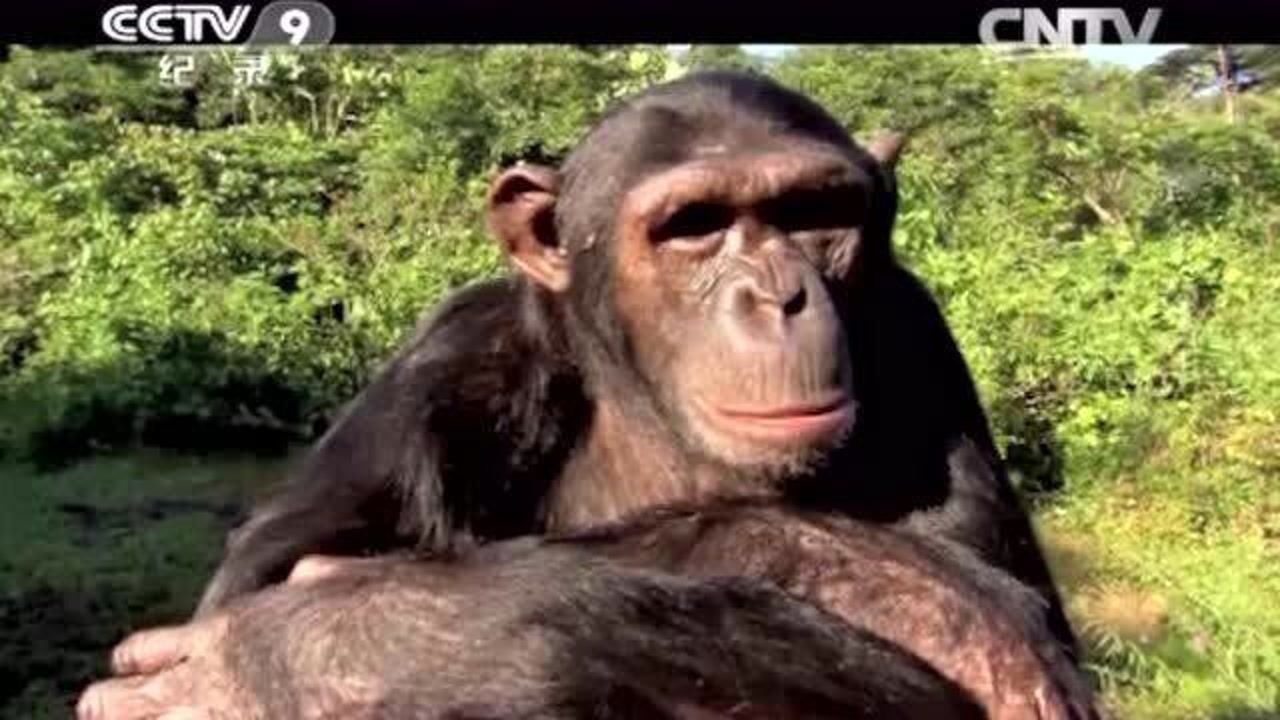 人类与类人猿的基因相似度接近100%!_高清1080P在线观看平台_腾讯视频