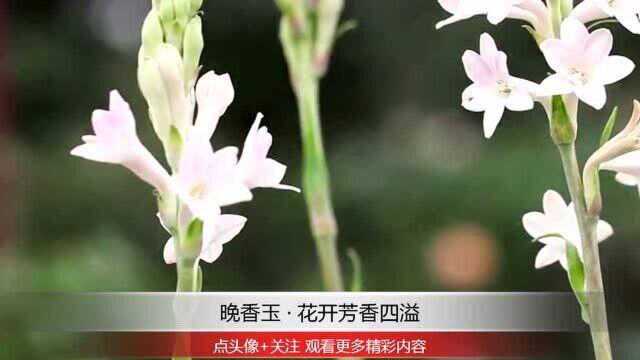 晚香玉 ⷠ花开芳香四溢