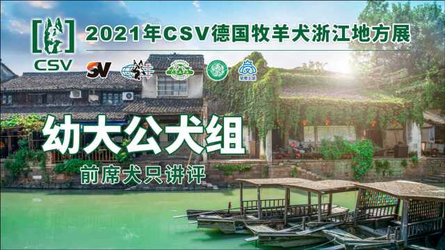 2021CSV德国牧羊犬浙江地方展幼大公犬组前席犬只讲评