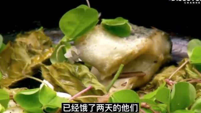 荒野厨王:一个荒野猎人和顶级大厨挑战荒野,野外制作鹿肉大餐