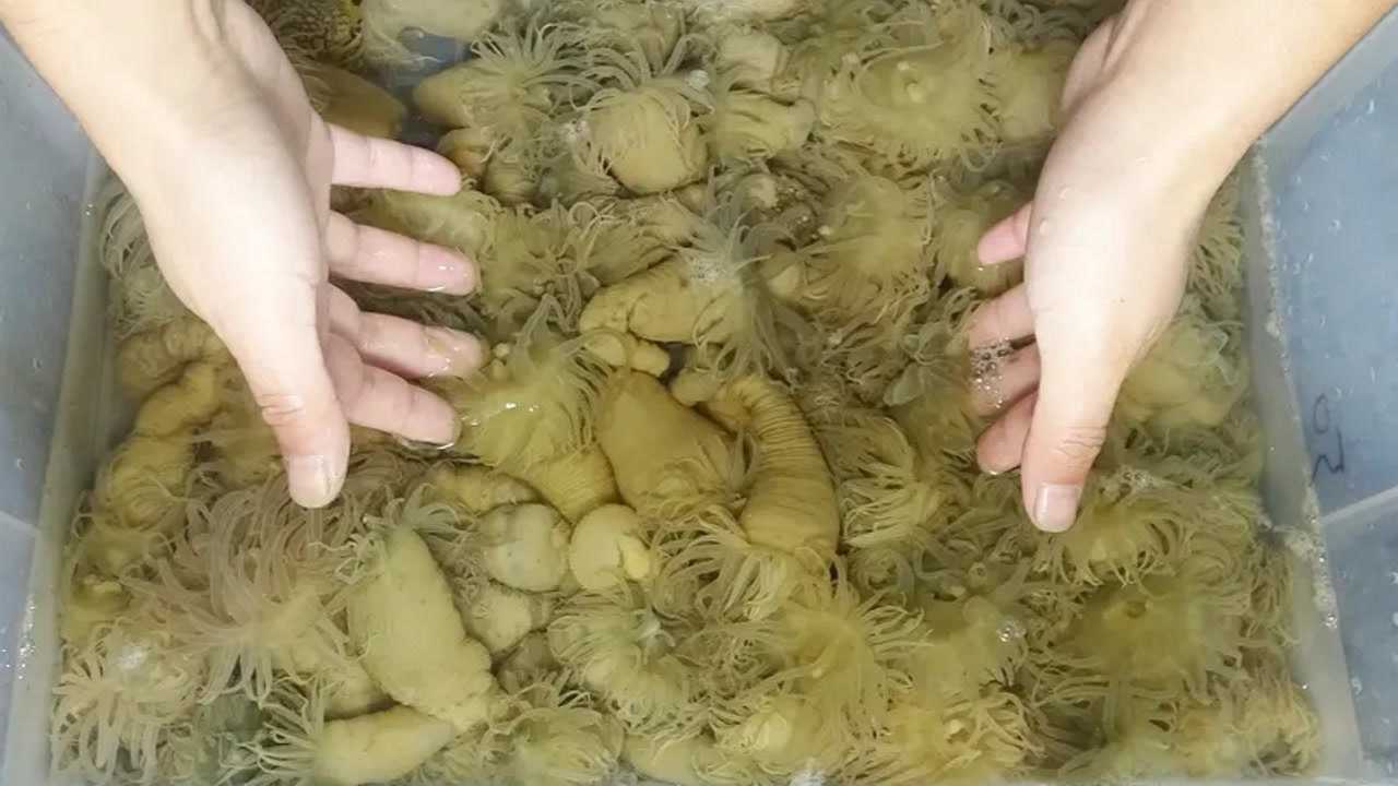 海葵真是贵,在海边随便挖一点就能卖六七百块,你吃过吗?