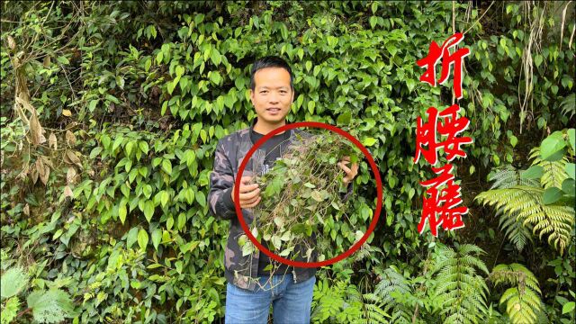 “腰痛藤”深山石壁上才有,这个宝贝用处非常多,一起认识下