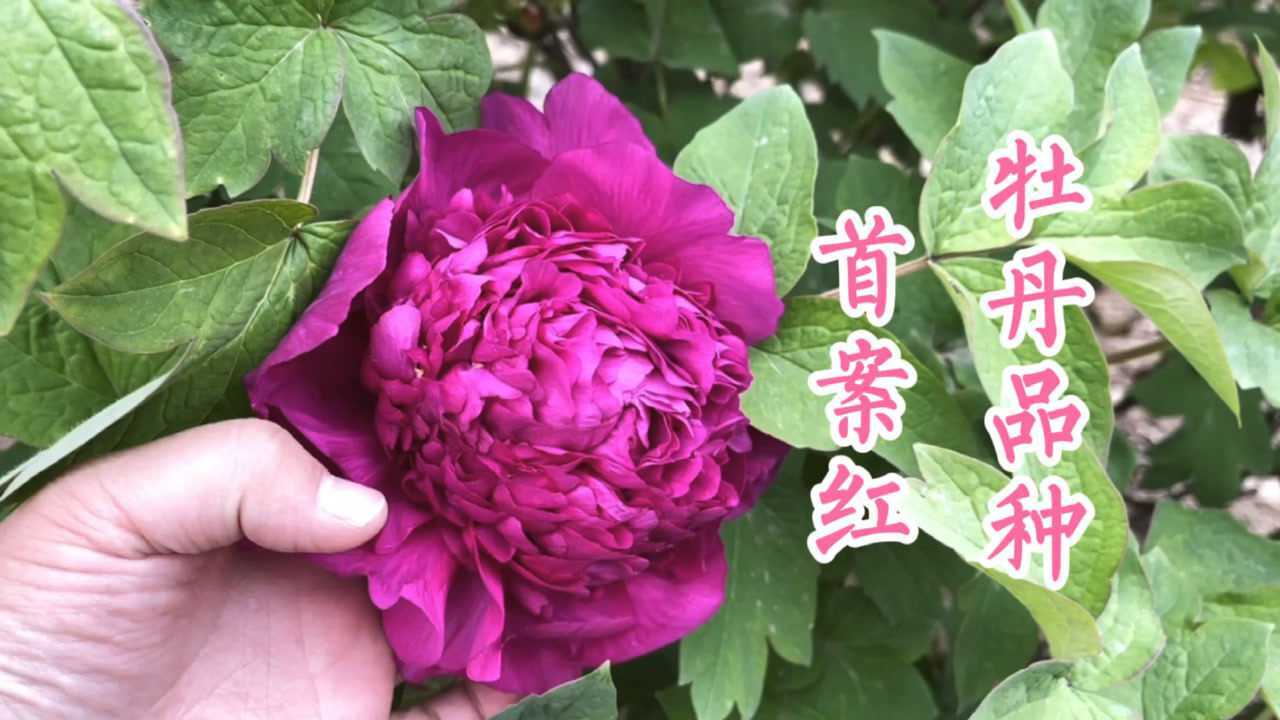牡丹品种首案红1000多个品种只有它是紫色的根非常容易区分哦