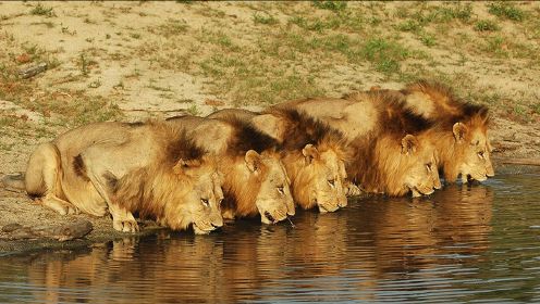 6头雄狮组成不败联盟，配偶多达100头母狮，制霸非洲大草原！