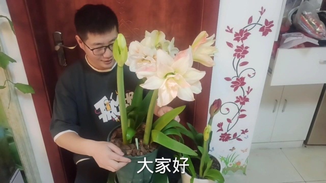 养花的乐趣就在于,开花时的成就感,我养的朱顶红开花了.