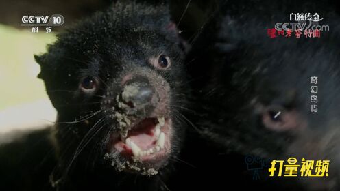到了繁殖季节，雌性袋獾接纳异性的程度竟是雄性的3倍