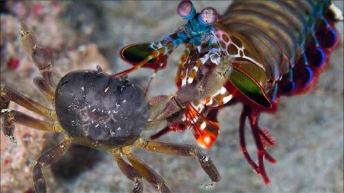 海底最强拳王,螳螂虾vs螃蟹,难得一见的场面